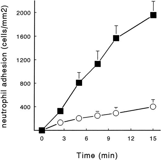 Fig. 5. Time-dependent adhesion of PMNs to fibrin and the effect of fibrinogen. Isolated human neutrophils (2 × 106 cells/mL) were perfused over Fb-flow at a shear stress of 80 mPa for 15 minutes. The cells were diluted in HEPES buffer (▪) or in HEPES buffer containing soluble fibrinogen (5 g/L, ○). The mean ± SE of four experiments is shown. A significant time-dependent adhesion of PMNs to Fb-flow and a significant effect of soluble fibrinogen was observed (repeated-measures ANOVA, P < .01).