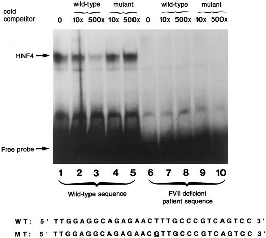 Fig. 3. Gel mobility shift assay using wild-type and mutant oligonucleotide sequences. A radiolabeled wild-type oligonucleotide encompassing the HNF-4 binding site (−76 to −47) in the factor VII gene shows specific binding to a protein present in human liver nuclear extracts (lane 1). Reactions performed with incubation of unlabeled competitor oligonucleotides at 10× and 500× concentrations of wild-type (lanes 2 and 3, respectively) and the mutant sequence (lanes 4 and 5, respectively) are shown. Lanes 6 through 10 show the absence of binding using a 30 bp radiolabeled oligonucleotide containing the T to G mutation at position −61 in the absence of cold competitor (lane 6), and in the presence of 10× and 500× concentration of cold competitor with either the wild-type sequence (lanes 7 and 8) or the mutant sequence (lanes 9 and 10). The nucleotide sequences of the wild-type and mutant probes are shown below.