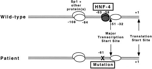 Fig. 5. Proposed mechanism by which a T to G mutation at −61 results in the absence of factor VII protein. The diagrams depict the proximal promoter region for the factor VII gene of the wild-type sequence (top) and mutant sequence (bottom) in a patient with severe factor VII deficiency. A mutation at nucleotide −61 disrupts binding of the transcription factor HNF-4 to its cognate binding site located directly 5′ to the major transcription start site at −51 before the translation start site (+1).