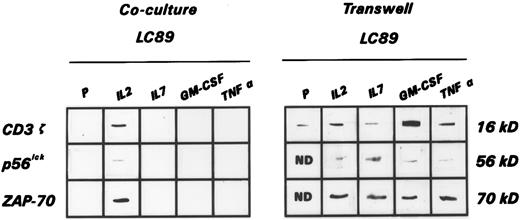 Fig. 3. Expression of the CD3 ζ chain, as well as of p56lck and ZAP-70 tyrosine kinases, evaluated by immunoblotting, in a representative experiment of PBMC cocultured for 14 days with parental and cytokine gene transduced LC89 cells under cell-to-cell contact conditions (Coculture LC89) or in the presence of a pored membrane separation (Transwell LC89).