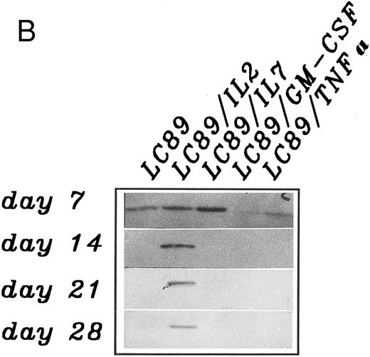 Fig. 4. (A) Modulation of the CD3 ζ chain expression on PBMC co-cultured up to 28 days with parental or cytokine gene transduced LC89 cells, evaluated by immunoblotting and expressed as arbitrary O.D. units of peak area (mean of five independent experiments). (□) LC89; (⋄) LC89/IL-2; (○) LC89/IL-7; (▵) LC89/GM-CSF; (▿) LC89/TNF-α. (B) Expression at different time periods of the CD3 ζ chain, evaluated by immunoblotting, in a representative coculture experiment between PBMC and parental and cytokine gene transduced LC89 cells.