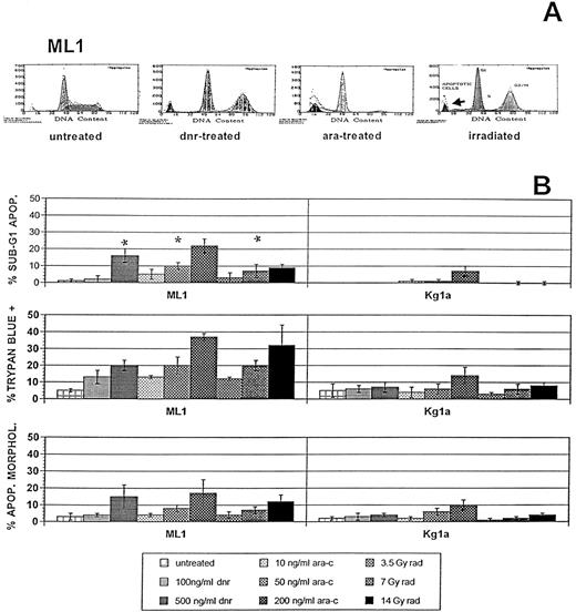 Fig. 1. Myeloid leukemia cell lines demonstrate reproducibility and accuracy of in vitro flow cytometric apoptosis assays. Cells from myeloid leukemia cell lines were cultured in the presence or absence of varying doses of DNR or ARA-C, or were treated with RAD and prepared for flow cytometric analysis as described in Materials and Methods. Cells of the ML1 cell line (wild-type p53, low BCL-2 expression) showed distinct cell-cycle perturbations (A) and reproducible treatment-associated sub-G1 apoptosis (A and B) after treatments with DNR, ARA-C, or RAD. Dose-responsive apoptosis was confirmed in other commonly used apoptosis assays, including Trypan blue staining demonstrations of membrane permeability and microscopic presentations of abnormal fluorescent nuclei (B). In contrast, KG1a cells (mutant p53, high BCL-2 expression) showed significantly less apoptosis in all assays of apoptosis (B). *Doses of each treatment shown to be equitoxic in Trypan blue exclusion assays of ML1 cells. These doses were used for treatments of cells in control bone marrow and AML samples.