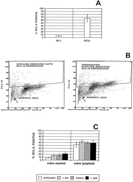 Fig. 4. Myeloid cell lines and control bone marrows demonstrate the reproducibility and accuracy of BCL-2 immunostaining. Cells were cultured, treated with therapeutic agents, fixed and immunostained with BCL-2–specific monclonal antibody and flouresceinated secondary antibody as described in Materials and Methods. Cells of the ML1 cell line showed consistently low BCL-2–positive staining fractions, while cells of the KG1a cell line showed consistently higher BCL-2–positive fractions (A). KG1a cells were used as interassay immunostaining standards and data presented in (A) include those collected for KG1a cells in flow cytometric analyses of all control bone marrow and AML sample preparations. Myeloid-enriched subpopulations were gated as described in the Results. Untreated cells in these subpopulations reproducibly demonstrated low BCL-2–positive fractions and increased positivity after treatments with therapeutic agents (B, C). BCL-2 – positive fractions were determined in comparison to fluorescence intensities of cells exposed to isotype-matched nonspecific antibody controls (B). Cells in lymphoid-enriched subpopulations of control bone marrows showed higher BCL-2-positive fractions (C).