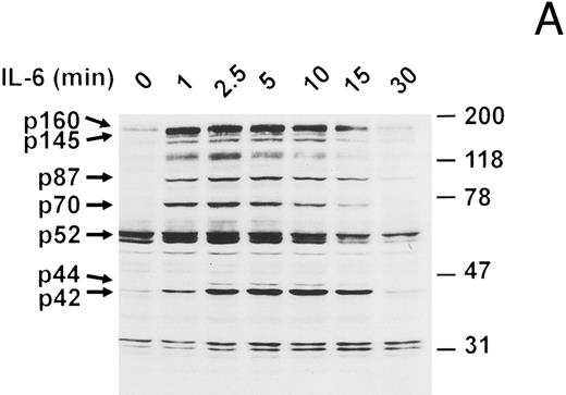 Fig. 2. IL-6–induced protein tyrosine phosphorylation in U266 cells and effect of IFN-β pretreatment. (A) Serum-deprived (14 hours) U266 cells were exposed to IL-6 (25 ng/mL) for the indicated times. Whole-cell extracts equivalent to 8 × 105 cells were analyzed by immunoblotting with an anti-pTyr MoAb (1:1,000 dilution) to detect tyrosine-phosphorylated proteins. Representative of five separate experiments. (B) Serum-deprived U266 cells were treated with various doses of IFN-β (U/mL) for 50 minutes before addition of IL-6 (25 ng/mL) where indicated and subjected to immunoblotting with an anti-pTyr MoAb as in (A). Representative of three separate experiments. (C) U266 cells pretreated with or without IFN-β (500 U/mL) for 50 minutes were induced with IL-6 (25 ng/mL) for 10 minutes. Lysates were analyzed by immunoblotting with a MoAb to pTyr (4G10) followed by stripping and reprobing with a MoAb recognizing Erks. Representative of three separate experiments. Proteins discussed in the text are indicated by arrows. The sizes of molecular mass markers (Prestained SDS-PAGE standards, broad range, and low range; Bio-Rad Laboratories, Richmond, CA) are indicated in thousands of daltons.