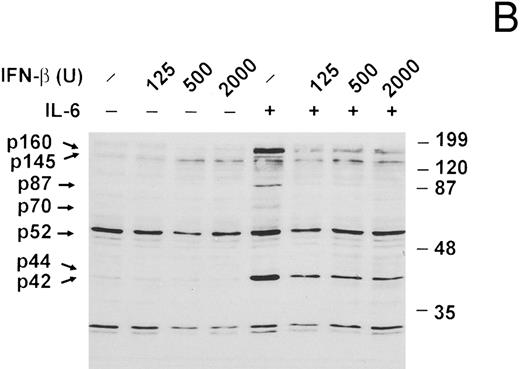 Fig. 2. IL-6–induced protein tyrosine phosphorylation in U266 cells and effect of IFN-β pretreatment. (A) Serum-deprived (14 hours) U266 cells were exposed to IL-6 (25 ng/mL) for the indicated times. Whole-cell extracts equivalent to 8 × 105 cells were analyzed by immunoblotting with an anti-pTyr MoAb (1:1,000 dilution) to detect tyrosine-phosphorylated proteins. Representative of five separate experiments. (B) Serum-deprived U266 cells were treated with various doses of IFN-β (U/mL) for 50 minutes before addition of IL-6 (25 ng/mL) where indicated and subjected to immunoblotting with an anti-pTyr MoAb as in (A). Representative of three separate experiments. (C) U266 cells pretreated with or without IFN-β (500 U/mL) for 50 minutes were induced with IL-6 (25 ng/mL) for 10 minutes. Lysates were analyzed by immunoblotting with a MoAb to pTyr (4G10) followed by stripping and reprobing with a MoAb recognizing Erks. Representative of three separate experiments. Proteins discussed in the text are indicated by arrows. The sizes of molecular mass markers (Prestained SDS-PAGE standards, broad range, and low range; Bio-Rad Laboratories, Richmond, CA) are indicated in thousands of daltons.