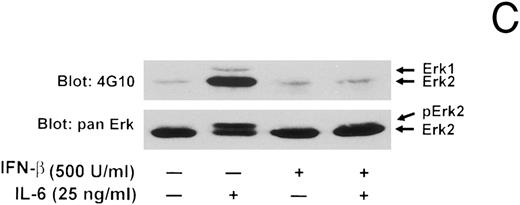 Fig. 2. IL-6–induced protein tyrosine phosphorylation in U266 cells and effect of IFN-β pretreatment. (A) Serum-deprived (14 hours) U266 cells were exposed to IL-6 (25 ng/mL) for the indicated times. Whole-cell extracts equivalent to 8 × 105 cells were analyzed by immunoblotting with an anti-pTyr MoAb (1:1,000 dilution) to detect tyrosine-phosphorylated proteins. Representative of five separate experiments. (B) Serum-deprived U266 cells were treated with various doses of IFN-β (U/mL) for 50 minutes before addition of IL-6 (25 ng/mL) where indicated and subjected to immunoblotting with an anti-pTyr MoAb as in (A). Representative of three separate experiments. (C) U266 cells pretreated with or without IFN-β (500 U/mL) for 50 minutes were induced with IL-6 (25 ng/mL) for 10 minutes. Lysates were analyzed by immunoblotting with a MoAb to pTyr (4G10) followed by stripping and reprobing with a MoAb recognizing Erks. Representative of three separate experiments. Proteins discussed in the text are indicated by arrows. The sizes of molecular mass markers (Prestained SDS-PAGE standards, broad range, and low range; Bio-Rad Laboratories, Richmond, CA) are indicated in thousands of daltons.