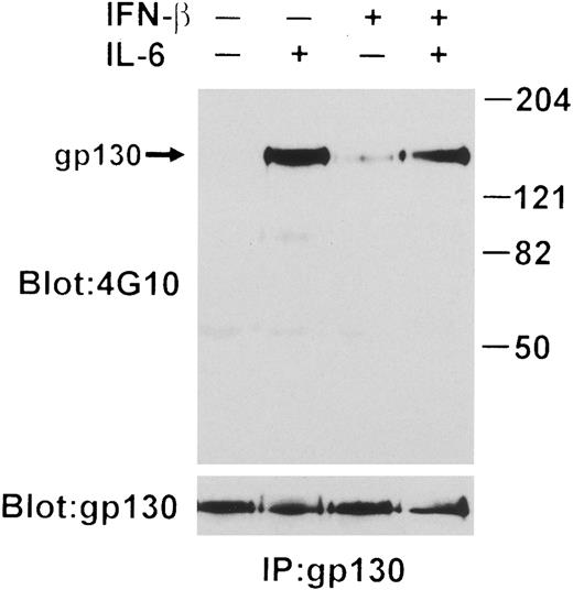 Fig. 3. IL-6–induced tyrosine phosphorylation of gp130 interrupted by IFN-β. gp130 was immunoprecipitated from lysates prepared from 1 × 107 U266 cells treated with IFN-β (500 U/mL) for 50 minutes or without followed by induction with or without IL-6 (25 ng/mL) for 10 minutes. Immunoblotting was performed with both anti-pTyr MoAb and anti-gp130. Arrow indicates the position of gp130.