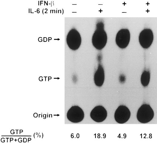 Fig. 5. Effect of IL-6 and IFN-β on p21ras activation in U266 cells. U266 cells were deprived of serum for 14 hours, labeled with 32Pi (0.2 mCi/mL) for the last 4 hours of serum deprivation and incubated for 50 minutes with or without IFN-β (500 U/mL) followed by IL-6 (25 ng/mL) for 2 minutes as indicated. Whole cell extracts from 1 × 107 cells were prepared, Ras proteins immunoprecipitated with Y13-259 MoAb, and nucleotides bound analyzed by thin layer chromatography on polyethyleneimine cellulose F plates in 0.75 mol/L KH2PO4 . The positions of GDP and GTP are indicated. Results presented are representative of three separate experiments, with the mean values shown below.