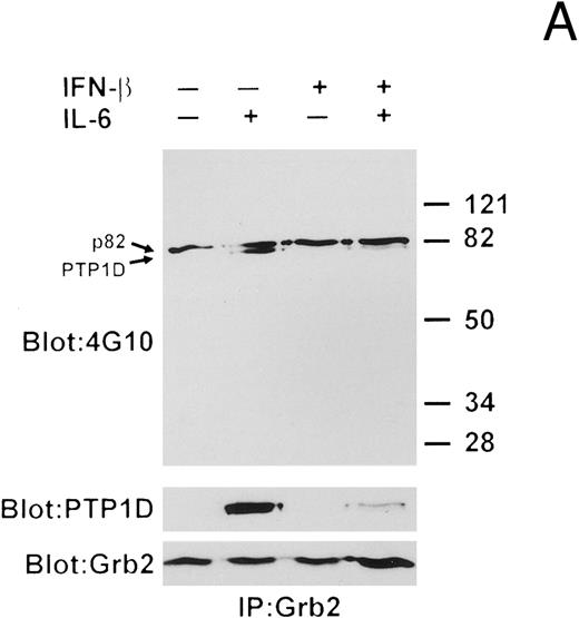 Fig. 7. IFN-β influences the interaction of PTP1D/Syp and other tyrosine-phosphorylated proteins with GST-Grb2 fusion proteins. (A) Grb-2 was immunoprecipitated from lysates prepared from U266 cells (8 × 106) treated with IL-6 and/or IFN-β as indicated. Associated proteins were analyzed by immunoblotting with anti-pTyr and anti-PTP1D/Syp specific MoAbs. Equivalent loading of Grb2 was confirmed by final reprobing of this blot with a Grb2-specific MoAb (bottom panel). (B) Extracts from U266 cells (1 × 107) treated with IFN-β and IL-6 as indicated were incubated with a GST-Grb2 fusion protein (approximately 10 μg) bound to glutathione-Sepharose beads for 2 hours at 4°C. Beads were washed three times with lysis buffer, associated proteins eluted in SDS-sample buffer, and analyzed by immunoblotting with anti-pTyr and anti-PTP1D/Syp MoAbs. (C) The experiment in (B) was repeated using a GST-Grb2SH2 fusion protein (GSTSH2). (D) The experiment in (B) was repeated using control GST protein. Arrows indicate the position of PTP1D/Syp and other tyrosine-phosphorylated proteins discussed in the text.