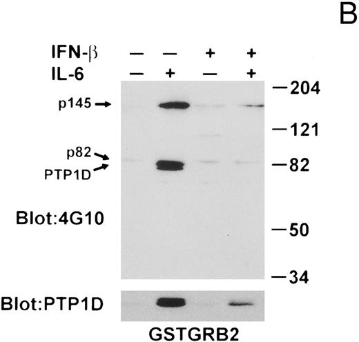 Fig. 7. IFN-β influences the interaction of PTP1D/Syp and other tyrosine-phosphorylated proteins with GST-Grb2 fusion proteins. (A) Grb-2 was immunoprecipitated from lysates prepared from U266 cells (8 × 106) treated with IL-6 and/or IFN-β as indicated. Associated proteins were analyzed by immunoblotting with anti-pTyr and anti-PTP1D/Syp specific MoAbs. Equivalent loading of Grb2 was confirmed by final reprobing of this blot with a Grb2-specific MoAb (bottom panel). (B) Extracts from U266 cells (1 × 107) treated with IFN-β and IL-6 as indicated were incubated with a GST-Grb2 fusion protein (approximately 10 μg) bound to glutathione-Sepharose beads for 2 hours at 4°C. Beads were washed three times with lysis buffer, associated proteins eluted in SDS-sample buffer, and analyzed by immunoblotting with anti-pTyr and anti-PTP1D/Syp MoAbs. (C) The experiment in (B) was repeated using a GST-Grb2SH2 fusion protein (GSTSH2). (D) The experiment in (B) was repeated using control GST protein. Arrows indicate the position of PTP1D/Syp and other tyrosine-phosphorylated proteins discussed in the text.