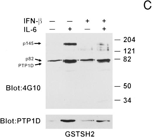 Fig. 7. IFN-β influences the interaction of PTP1D/Syp and other tyrosine-phosphorylated proteins with GST-Grb2 fusion proteins. (A) Grb-2 was immunoprecipitated from lysates prepared from U266 cells (8 × 106) treated with IL-6 and/or IFN-β as indicated. Associated proteins were analyzed by immunoblotting with anti-pTyr and anti-PTP1D/Syp specific MoAbs. Equivalent loading of Grb2 was confirmed by final reprobing of this blot with a Grb2-specific MoAb (bottom panel). (B) Extracts from U266 cells (1 × 107) treated with IFN-β and IL-6 as indicated were incubated with a GST-Grb2 fusion protein (approximately 10 μg) bound to glutathione-Sepharose beads for 2 hours at 4°C. Beads were washed three times with lysis buffer, associated proteins eluted in SDS-sample buffer, and analyzed by immunoblotting with anti-pTyr and anti-PTP1D/Syp MoAbs. (C) The experiment in (B) was repeated using a GST-Grb2SH2 fusion protein (GSTSH2). (D) The experiment in (B) was repeated using control GST protein. Arrows indicate the position of PTP1D/Syp and other tyrosine-phosphorylated proteins discussed in the text.
