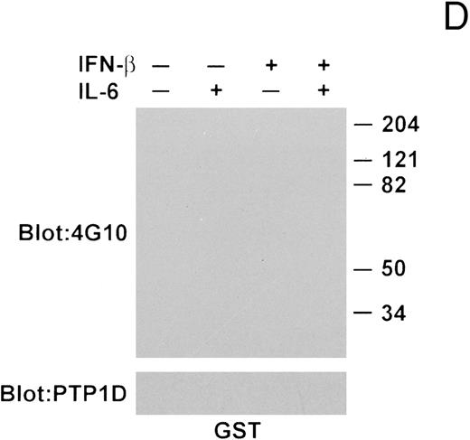Fig. 7. IFN-β influences the interaction of PTP1D/Syp and other tyrosine-phosphorylated proteins with GST-Grb2 fusion proteins. (A) Grb-2 was immunoprecipitated from lysates prepared from U266 cells (8 × 106) treated with IL-6 and/or IFN-β as indicated. Associated proteins were analyzed by immunoblotting with anti-pTyr and anti-PTP1D/Syp specific MoAbs. Equivalent loading of Grb2 was confirmed by final reprobing of this blot with a Grb2-specific MoAb (bottom panel). (B) Extracts from U266 cells (1 × 107) treated with IFN-β and IL-6 as indicated were incubated with a GST-Grb2 fusion protein (approximately 10 μg) bound to glutathione-Sepharose beads for 2 hours at 4°C. Beads were washed three times with lysis buffer, associated proteins eluted in SDS-sample buffer, and analyzed by immunoblotting with anti-pTyr and anti-PTP1D/Syp MoAbs. (C) The experiment in (B) was repeated using a GST-Grb2SH2 fusion protein (GSTSH2). (D) The experiment in (B) was repeated using control GST protein. Arrows indicate the position of PTP1D/Syp and other tyrosine-phosphorylated proteins discussed in the text.