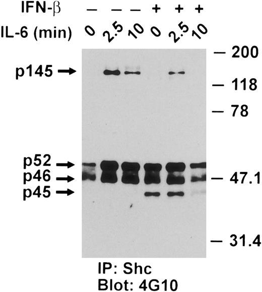 Fig. 9. Effect of IL-6 and IFN-β on the tyrosine phosphorylation of Shc isoforms and Shc-associated proteins in U266 cells. Serum-deprived U266 cells were pretreated with IFN-β (500 U/mL) for 50 minutes and then exposed to IL-6 (25 ng/mL) for the times indicated. Whole-cell extracts were prepared from 1 × 107 cells, immunoprecipitated with an anti-Shc MoAb and subjected to immunoblotting with an anti-pTyr MoAb. The p52shc and p46shc isoforms, and the p145 and p45 Shc-associated proteins discussed in the text are indicated by arrows. Representative of four separate experiments.