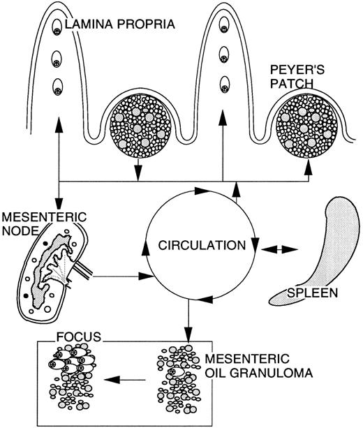 Fig. 2. Hypothetical scheme of the migratory pathways of cells with Ig/c-myc recombinations in BALB/cAn mice. In untreated mice, cells carrying these recombinations are mainly found in the GALT and migrate between PPs and into the intestine where differentiation into plasma cells occurs. Following treatment with pristane, cells traffic between PPs, mesenteric lymph node, spleen, and into the developing OG. The environment of the granuloma causes an expansion of cells with Ig/c-myc recombinations and differentiation into plasma cells leading to the development of plasmacytic foci.1 This pristane-induced migration was mainly observed in BALB/cAn, whereas C57BL/6 and C3H/HeJ mice showed migration only within the GALT. The trafficking scheme is based on the detection of clonotypic c-myc recombination sequences in different organs.