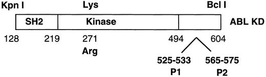 Fig. 1. Schematic of ABL construct used in the yeast two-hybrid screen. Numbers correspond to amino acids numbered according to c-ABL type Ia. Arg 271 corresponds to the substitution at this amino acid that yields a kinase defective ABL. P1 and P2 are two proline-rich regions in the C-terminus of ABL.
