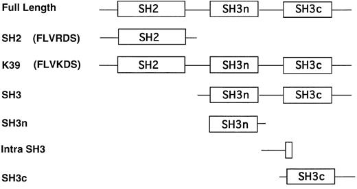 Fig. 2. Schematic of CRKL constructs. Full-length and various portions of CRKL were subcloned into pGEX-KG as described in Materials and Methods and are depicted in this figure.
