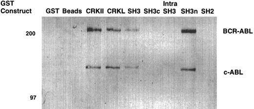 Fig. 3. Binding of ABL proteins to bacterially expressed CRKL. Lysates from 1 × 107 32Dp210 cells were analyzed for binding to GST, glutathione beads (beads), or the various GST-CRKL constructs as described in Materials and Methods. Bound proteins were separated by SDS-PAGE and transferred to PVDF membranes. ABL proteins were detected using the 24-21 ABL MoAb. Molecular weight markers are indicated on the left side of the panel.