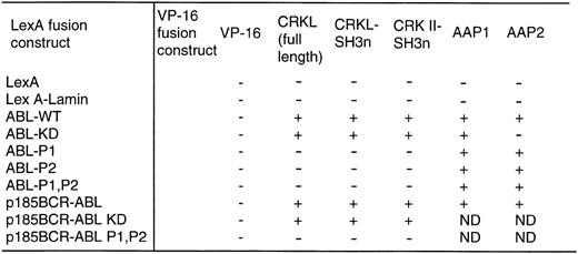 Fig. 4. Binding of CRKL to ABL in the yeast two-hybrid system. ABL and BCR-ABL constructs and a lamin control were expressed as LexA-fusion proteins and analyzed for interaction with CRKL and CRK II expressed as VP-16 acidic activation domain fusion proteins. Two additional VP-16 constructs, AAP1 and AAP2, that were identified in our yeast two-hybrid screen using the ABL kinase domain were used as controls. + indicates positivity for β-galactosidase activity and growth on his− plates. Abbreviations: ABL-WT refers to the SH2, kinase construct depicted in Fig 1; ABL-KD is a kinase defective version of ABL; P1, P2, are the deletion mutants of the proline-rich regions depicted in Fig 1.