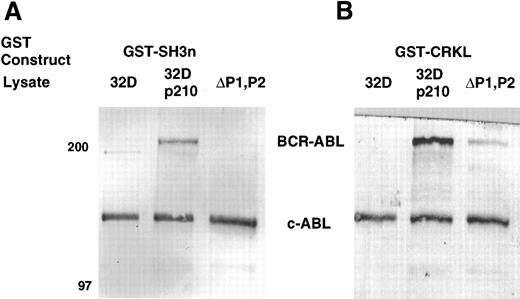 Fig. 7. Binding of BCR-ABL proteins to bacterially expressed CRKL. Lysates from 32D, 32Dp210, or 32Dp210ΔP1,P2 cells were analyzed for binding to (A) GST-SH3n or (B) GST-CRKL. Bound proteins were separated by SDS-PAGE and transferred to PVDF membranes. ABL proteins were detected using the 24-21 ABL MoAb. The 32Dp210 and 32Dp210ΔP1,P2 lysates were normalized for BCR-ABL expression before this analysis. Molecular weight markers are indicated on the left side of the panel.