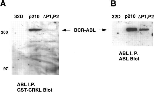 Fig. 8. Gel overlay assay of CRKL binding to BCR-ABL. Lysates of 32D, 32Dp210 and 32Dp210ΔP1,P2 cells were immunoprecipitated with ABL antisera K-12, separated by SDS-PAGE, and transferred to PVDF membranes. Immunoblots were probed with (A) GST-CRKL and binding detected with a GST antibody or (B) ABL MoAb 24-21. Molecular weight markers are indicated on the left side of the panel.