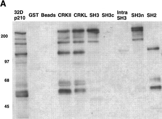 Fig. 9. Binding of cellular proteins to bacterially expressed CRKL. Lysates from 1 × 107 32Dp210 cells were bound to GST, glutathione beads (beads), or the various GST-CRKL constructs as described in Materials and Methods. Bound proteins were separated by SDS-PAGE and transferred to PVDF membranes. (A) Tyrosine-phosphorylated proteins were detected with 4G10, a monoclonal antiphosphotyrosine antibody and (B) paxillin was detected with an anti-paxillin MoAb. Molecular weight markers are indicated on the left side of each panel. The lane marked 32Dp210 in (A) is a whole-cell lysate lane.