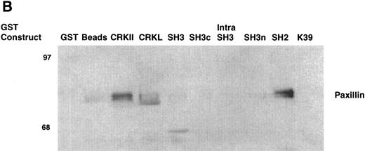 Fig. 9. Binding of cellular proteins to bacterially expressed CRKL. Lysates from 1 × 107 32Dp210 cells were bound to GST, glutathione beads (beads), or the various GST-CRKL constructs as described in Materials and Methods. Bound proteins were separated by SDS-PAGE and transferred to PVDF membranes. (A) Tyrosine-phosphorylated proteins were detected with 4G10, a monoclonal antiphosphotyrosine antibody and (B) paxillin was detected with an anti-paxillin MoAb. Molecular weight markers are indicated on the left side of each panel. The lane marked 32Dp210 in (A) is a whole-cell lysate lane.