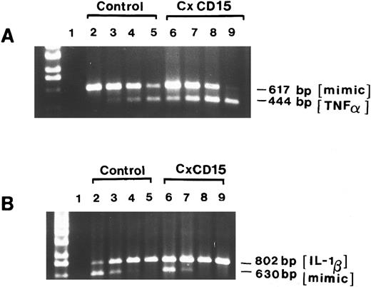 Fig. 5. Steady-state cytokine mRNA levels increased after CD15 cross-linking. Two micrograms of total RNA from unstimulated MM6 cells (as a control) or MM6 that were stimulated with anti-CD15 cross-linking (PM81, 10 μg/mL, 4 hours) were used as templates for cDNA synthesis. Aliquots were then amplified in the presence of 10-fold serial dilutions of the TNF-α competitors (617 bp) or IL-1β competitors (802 bp) (lanes 2 to 9). Lane 1 depicts control PCR whereby the reverse transcription reaction mixture was omitted. Lanes 2 to 5 represent the coamplification of cDNA from unstimulated MM6 cells and serial dilutions of the competitor DNA at 10−17, 10−18, 10−19, 10−20mol/L for TNF-α (A) and IL-1β (B), respectively. Lanes 6 to 9 represent the coamplification of cDNA from CD15-cross-linked (4 hours) and competitor serial dilutions of 10−17, 10−18, 10−19, 10−20 mol/L for TNF-α (A) and IL-1β (B), respectively. Aliquots of the final PCR products were resolved on a 1.6% EtBr-agarose gel.