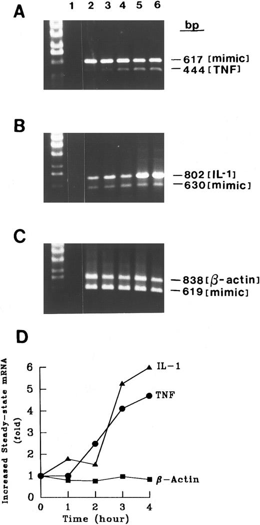 Fig. 6. Time course of CD15-induced increase in cytokine mRNA levels. RNA from control MM6 cells (1 × 106 cells) or MM6 cells cross-linked for various times (1 to 4 hours) was analyzed as in Fig 4. For each experiment, control tubes in which reverse transcriptase or RNA was excluded gave no signal after amplification, documenting the absence of contamination. The competitor concentrations used were 10−20 mol/L for TNF-α, 10−20mol/L for IL-1β, and 10−20mol/L β-actin. Thirty cycles of PCR were performed and the PCR amplified products were analyzed by agarose gel electrophoresis. β-Actin served as a negative control. Increased steady-state mRNAs were calculated using zero time as a reference. Shown is a representative experiment of four separate experiments with similar results.