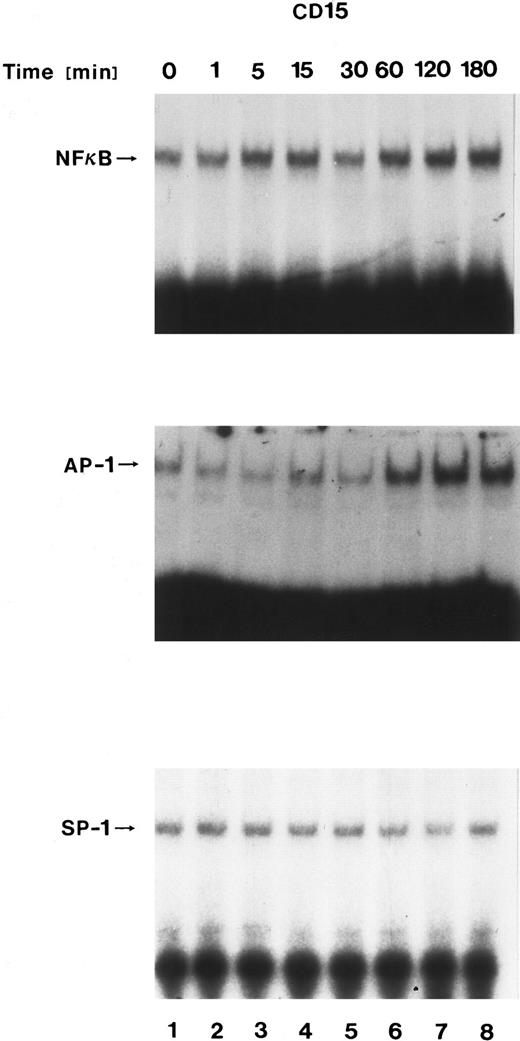 Fig. 8. Nuclear translocation of transcription factors after CD15 cross-linking. Nuclear extracts from Mono Mac 6 cells cross-linked with an anti-15 MoAb (PM81, 10 μg/mL) for varying time periods were incubated with 32P-labeled oligonucleotide binding sites for AP-1, NF-κB, or SP-1. Binding of specific nuclear proteins was detected by a shift in electrophoretic mobility. Cross-linking CD15 increased AP-1, while only minimally effecting NF-κB and SP-1.