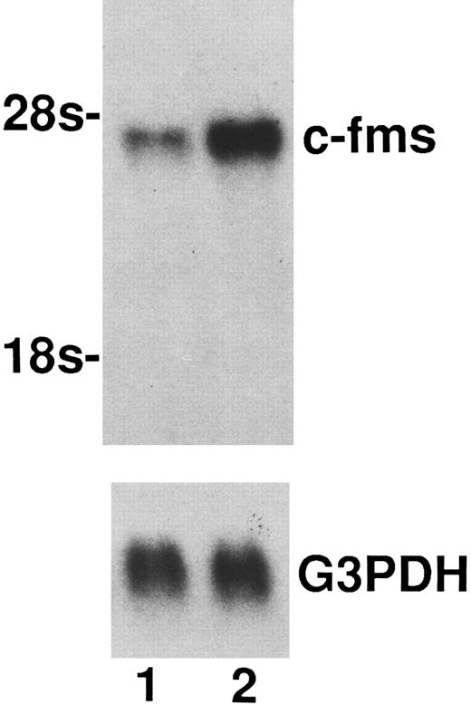 Fig. 3. Enhancement of the expression of c-fms mRNA by IL-10. Total RNAs (15 μg) from macrophages generated from monocytes cultured for 7 days with M-CSF + IL-10 or M-CSF alone were loaded in each lane. Total RNAs was processed for Northern blotting as described in Materials and Methods. Lane 1, mRNA from macrophages cultured in M-CSF (50 ng/mL) alone. Lane 2, mRNA from macrophages cultured in M-CSF (50 ng/mL) + IL-10 (25 ng/mL). Arrow indicates rRNA size markers. Evenness of loading was assessed by hybridization with a GAPDH probe. One representative experiment of three is shown.
