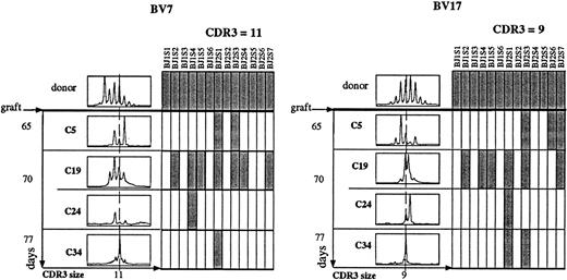 Fig. 4. Variability of the human Vβ repertoire restriction between chimera. Fresh donor's PBL and splenic cells from chimeras C5, 19, 24, and 34, killed at day 65, 70, or 77, were treated as described in Fig 2 using specific primers for Vβ7+ and Vβ17+ subsets. Analysis of CDR3 size distribution was performed as described in Fig 2 (left part of the figure). Next, a run off was performed on the same Vβ/Cβ PCR products using fluorescent specific primers to the 13 human Jβ segments. Analysis of the Jβ segment usage by Vβ7+ and Vβ17+ T cells was performed for CDR3 size equal to 11 and 9, respectively (right part of the figure). Hatched boxes correspond to the detection of the corresponding Jβ (annoted BJ) segment associated with the tested Vβ (annoted BV) segment.