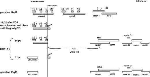 Fig. 1. The top panel shows the germline configuration of the 14q32 plasmid and cosmid probes. The second panel shows how 14q32 would look after VDJ recombination and class switching. The third and fourth panels show the reciprocal translocation products observed in KMS12 cells, while the bottom panel represents the germline configuration of the 11q13 cosmid and P1 probes. All probes are described in Vaandrager et al,2 except cosIg6,4 cCL11-505 (JCRF, Tokyo, Japan), the γ plasmid,5 and the α plasmid.6