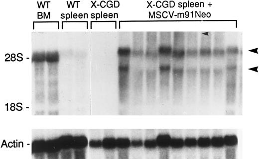 Fig. 1. Northern blot analysis of RNA extracted from mouse BM and spleen. Total RNA was extracted from nonadherent wild-type BM and from spleens obtained from wild-type (WT) mice, X-CGD (CGD) mice, and X-CGD mice 13 to 15 weeks after transplantation with MSCV-m91Neo–transduced X-CGD BM. Total cellular RNAs (20 μg per lane) were probed with a radiolabeled murine gp91phox cDNA (top), and then reprobed with radiolabeled actin cDNA (bottom). The position of the 28S and 18S ribosomal RNAs (top) and actin RNA (bottom) are indicated. The arrows indicate the position of the unspliced and spliced LTR-driven transcripts.