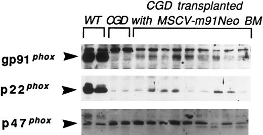 Fig. 2. Immunoblot analysis of murine neutrophil-enriched BM. Neutrophil-enriched BM preparations were obtained from wild-type (WT) mice, X-CGD mice (CGD), and X-CGD mice 13 to 15 weeks after transplantation with MSCV-m91Neo–transduced X-CGD BM. Cellular proteins were extracted from either nonadherent BM cells (lanes 1 through 9) or a neutrophil-enriched Percoll fraction of marrow cells (lanes 10 through 13), and analyzed for expression of gp91phox, p22phox, and p47phox by immunoblotting with specific antibodies. Ten micrograms of extracted cellular protein was loaded for each sample. The immunoreactive bands in the control X-CGD samples probed with the gp91phox antibody are presumed to represent proteins that bind nonspecifically because they are not detected with other gp91phox-specific antibodies.