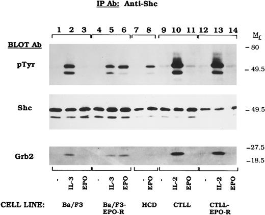Fig. 1. EPO fails to activate Shc tyrosine phosphorylation in CTLL-EPO-R cells. Ba/F3 (lanes 1 through 3), Ba/F3-EPO-R (lanes 4 through 6), HCD-57 (lanes 7 and 8), CTLL (lanes 9 through 11), and CTLL-EPO-R (lanes 12 through 14) cells were depleted of cytokine for 4 hours and stimulated with no factor (lanes 1, 4, 7, 9, and 12), 50 U of murine IL-3 (lanes 2 and 5), 50 U of murine IL-2 per milliliter (lanes 10 and 13), or 50 U of human EPO per milliliter (lanes 3, 6, 8, 11, and 14) for 10 minutes. After cell lysis, an immunoprecipitation was performed with an Shc polyclonal antibody. Immune complexes were resolved by SDS-PAGE and blotted to nitrocellulose. The immunoblot was probed with HRP-conjugated antiphosphotyrosine (pTyr) MoAb RC20. The blot was then stripped and reprobed with an Shc polyclonal antibody (Shc immunoblot) or a Grb2 MoAb (Grb2 immunoblot).