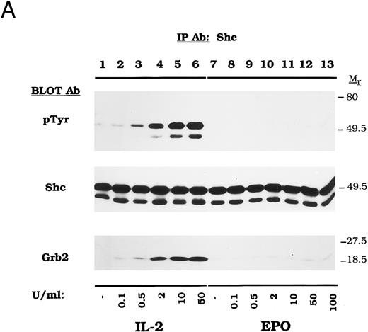 Fig. 2. Dose-dependent activation and time course of Shc tyrosine phosphorylation in CTLL-EPO-R cells. (A) CTLL-EPO-R cells were incubated in the depleted of cytokine for 8 hours and then stimulated with no added factor (lanes 1 and 7), or various concentrations of IL-2 (lanes 2 through 6) or EPO (lanes 8 through 13) for 5 minutes as shown. After cell lysis, an immunoprecipitation was conducted with anti-Shc polyclonal antibody. Western blot analysis using the monoclonal antiphosphotyrosine 4G10 antibody was performed (pTyr immunoblot). The blot was stripped and reprobed with an anti-Shc polyclonal antibody (Shc immunoblot) or an anti-Grb2 MoAb (Grb2 immunoblot). Molecular mass standards are indicated. Ab, antibody. (B) CTLL-EPO-R subclone 22 (lanes 1 through 12) and CTLL-EPO-R subclone 5 (lanes 13 and 14) were starved for 8 hours and then stimulated with no added factor (lanes 1, 7, and 13), 50 U/mL IL-2 (lanes 2 through 6), or 50 U/mL EPO (lanes 8 through 12 and 14) for various times as shown. After cell lysis, an immunoprecipitation was conducted with anti-Shc polyclonal antibody. Western blotting using the monoclonal antiphosphotyrosine 4G10 was performed (pTyr immunoblot). The blot was stripped and reprobed with an anti-Shc polyclonal antibody (Shc immunoblot) or an anti-Grb2 MoAb (Grb2 immunoblot). Molecular mass standards are indicated. Ab, antibody.