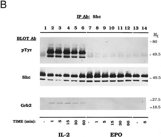 Fig. 2. Dose-dependent activation and time course of Shc tyrosine phosphorylation in CTLL-EPO-R cells. (A) CTLL-EPO-R cells were incubated in the depleted of cytokine for 8 hours and then stimulated with no added factor (lanes 1 and 7), or various concentrations of IL-2 (lanes 2 through 6) or EPO (lanes 8 through 13) for 5 minutes as shown. After cell lysis, an immunoprecipitation was conducted with anti-Shc polyclonal antibody. Western blot analysis using the monoclonal antiphosphotyrosine 4G10 antibody was performed (pTyr immunoblot). The blot was stripped and reprobed with an anti-Shc polyclonal antibody (Shc immunoblot) or an anti-Grb2 MoAb (Grb2 immunoblot). Molecular mass standards are indicated. Ab, antibody. (B) CTLL-EPO-R subclone 22 (lanes 1 through 12) and CTLL-EPO-R subclone 5 (lanes 13 and 14) were starved for 8 hours and then stimulated with no added factor (lanes 1, 7, and 13), 50 U/mL IL-2 (lanes 2 through 6), or 50 U/mL EPO (lanes 8 through 12 and 14) for various times as shown. After cell lysis, an immunoprecipitation was conducted with anti-Shc polyclonal antibody. Western blotting using the monoclonal antiphosphotyrosine 4G10 was performed (pTyr immunoblot). The blot was stripped and reprobed with an anti-Shc polyclonal antibody (Shc immunoblot) or an anti-Grb2 MoAb (Grb2 immunoblot). Molecular mass standards are indicated. Ab, antibody.