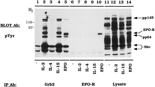 Fig. 3. EPO induces tyrosine phosphorylation and the formation of Grb2/EPO-R complexes. CTLL-EPO-R cells were depleted of cytokine for 8 hours and stimulated with no factor (lanes 1 and 6), 50 U of murine IL-2 per milliliter (lanes 2 and 7), 100 ng of murine IL-4 per milliliter (lanes 3 and 8), 100 ng of simian IL-15 per milliliter (lanes 4 and 9), or 50 U of human EPO per milliliter (lanes 5 and 10) for 10 minutes. After cell lysis, an immunoprecipitation was performed with either a Grb2 polyclonal antibody (lanes 1 through 5) or an anti-amino terminal EPO-R polyclonal antibody (lanes 6 through 10). Immune complexes were resolved by SDS-PAGE and blotted to nitrocellulose. The immunoblot was probed with 4G10 monoclonal anti-phosphotyrosine antibody followed by HRP-sheep anti-mouse IgG. The blot was then stripped and reprobed with a Grb2 polyclonal antibody. Molecular mass standards are indicated. Ab, antibody.