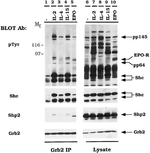 Fig. 4. EPO and IL-2 activate Grb2 association with the tyrosine phosphatase, Shp2. CTLL-EPO-R cells were depleted of cytokine for 4 hours and stimulated with no factor (lanes 1 and 6), 50 U of murine IL-2 per milliliter (lanes 2 and 7), 100 ng of murine IL-4 per milliliter (lanes 3 and 8), 100 ng of simian IL-15 per milliliter (lanes 4 and 9), or 50 U of human EPO per milliliter (lanes 5 and 10) for 10 minutes. After cell lysis, an immunoprecipitation was performed with a Grb2 polyclonal antibody (lanes 1 through 5). Immune complexes were resolved by SDS-PAGE and blotted to nitrocellulose. The immunoblot was probed with 4G10 monoclonal antiphosphotyrosine antibody followed by HRP-sheep anti-mouse IgG. The blot was then consecutively stripped and reprobed with an Shc polyclonal antibody (Shc immunoblot), an Shp2 MoAb (Shp2 immunoblot), and a Grb2 MoAb (Grb2 immunoblot). Lysate controls from CTLL-EPO-R cells are illustrated in lanes 6 through 10. Molecular mass standards are indicated. Ab, antibody.