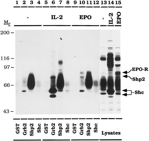 Fig. 5. The activated EPO-R binds directly to the SH2 domains of Grb2 and Shp2. CTLL-EPO-R cells were depleted of cytokine for 8 hours and stimulated with no factor (lanes 1 through 4, and 13), 50 U of murine IL-2 per milliliter (lanes 5 through 8, and 14) or 50 U of human EPO per milliliter (lanes 9 through 12, and 15) for 10 minutes. Lysates were incubated with 10 μg of GST (lanes 1, 5, and 9), GST-SH2-Grb2 (lanes 2, 6, and 10), GST-(N + C)-SH2-Shp2 (lanes 3, 7, and 11) or GST-SH2-Shc (lanes 4, 8, and 12). The immunoblot was probed with 4G10 monoclonal antiphosphotyrosine antibody followed by HRP-sheep anti-mouse IgG. A diffuse, constitutively phosphorylated 60-kD phosphoprotein associates with GST-(N + C)-Shp2 (lanes 3, 7, and 11). Lysate controls from CTLL-EPO-R cells are illustrated in lanes 13 through 15. The migration of EPO-R, Shp2, and Shc were determined by stripping and reprobing the membrane as shown in Fig 4 (data not shown). Molecular mass standards are indicated. Ab, antibody.
