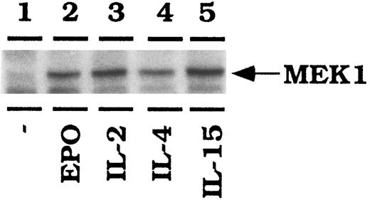 Fig. 6. IL-2, IL-15, and EPO activate Raf1-1 in CTLL-EPO-R cells. CTLL-EPO-R cells were depleted of cytokine for 8 hours in RPMI-1 mg/mL bovine serum albumin (BSA). Stimulations were conducted with no added cytokine (lane 1), 50 U of human EPO per mL (lane 2), 50 U of murine IL-2 per milliliter (lane 3), 100 ng of murine IL-4 per milliliter (lane 4), or 100 ng of simian IL-15 per milliliter (lane 5). After cell lysis, an immunoprecipitation was performed using an anti-Raf1 antibody, followed by an in vitro kinase reaction using MEK1 as an exogenous substrate. Samples were resolved by SDS-PAGE, transferred to nitrocellulose, and then exposed to film.