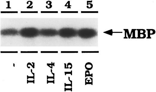 Fig. 7. IL-2, IL-15, and EPO activate ERK2 in CTLL-EPO-R cells. CTLL-EPO-R cells were depleted of cytokine for 8 hours in RPMI-1 mg/mL BSA. Stimulations were conducted with no added cytokine (lane 1), 50 U of murine IL-2 per milliliter (lane 2), 100 ng of murine IL-4 per milliliter (lane 3), or 100 ng of simian IL-15 per milliliter (lane 4) or 50 U of human EPO per mL (lane 5). After cell lysis, an immunoprecipitation was performed using an anti-ERK2 antibody, followed by an in vitro kinase reaction using myelin basic protein (MBP) as an exogenous substrate. Samples were resolved by SDS-PAGE, transferred to nitrocellulose and then exposed to film.
