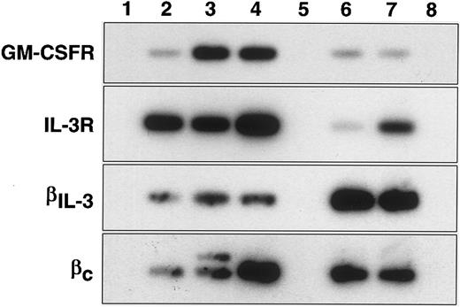Fig. 1. RT-PCR analysis of CSF receptors in primitive cells. Agarose-gel fractionated RT-PCR products of GM-CSF receptor α (GM-CSFR), interleukin-3 receptor α (IL-3R), β-chain of IL-3 receptor (βIL-3) and common β-chain of IL-3, IL-5 and GM-CSF receptors (βc) were transferred to nylon membranes and hybridized with internal radioactive oligonucleotides. Lane numbers refer to: (1) “no reverse transcriptase” control, (2) Rhlo lin− Ly6A/E+ c-kit+, (3) Rhhi lin− Ly6A/E+ c-kit+, (4) lin− Ly6A/E− c-kit+, (5) blank, (6) MC/9 cells, (7) FDC-P1 cells, (8) CTLL cells.