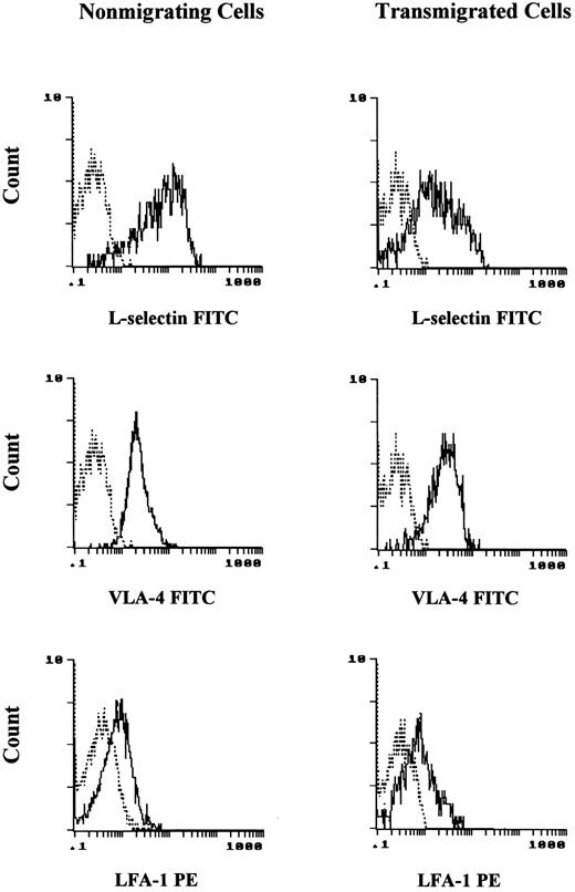 Fig. 4. Expression of adhesion molecules on nonmigrating and transmigrated progenitor cells. While L-selectin was positive on most of the nonmigrating CD34+ cells, the expression was markedly reduced after transmigration. No difference in the expression of VLA-4 and LFA-1 was observed when nonmigrating and transmigrated progenitors were compared. Progenitor cells were positive for both VLA-4 and LFA-1. While VLA-4 was positive at a high level, the fluorescence intensity of LFA-1 was only low.