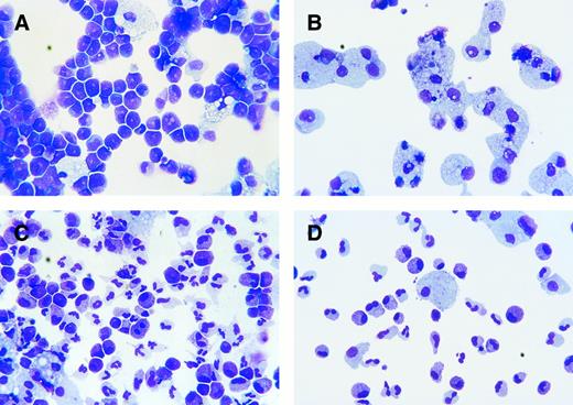 Fig. 6. Transmigration of proliferating hematopoietic cells. (A) Wright-Giemsa stained proliferating cells in the upper chamber at day 15. The majority of the cells consisted of granulocytic precursors such as promyelocytes and some mature monocytes/macrophages (original magnification × 400). (B) Transmigrated cells in the lower chamber at day 15. The transmigrated cells recovered comprised almost exclusively mature monocytes/macrophages (original magnification × 400). (C) Proliferating cells in the upper chamber at day 30. In addition to myeloid precursors and monocytes, also mature granulocytes and bands were found (original magnification × 400). (D) Transmigrated cells from the lower chamber at day 30. Both mature granulocytes and monocytes transmigrated into the lower chamber. Precursors earlier than metamyelocytes were virtually not found among the transmigrated cells (original magnification × 400).