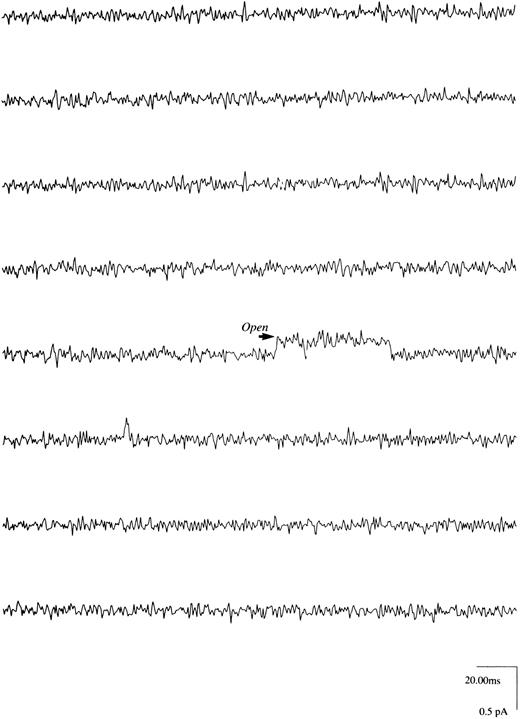 Fig. 3. Ca2+ channels in human erythroblasts. With Ca2+ (6 mmol/L) and charybdotoxin (100 nmol/L) in pipette solution and both external and pipette solutions K+-free (Materials and Methods), very few upward transitions (inward current) were observed as indicated. In eight of 123 GΩ seals, the average arithmetic unitary current amplitude was 0.287 ± 0.038 pA at Vp of −20 mV. We wish to emphasize that not enough channel openings (events) were present in these eight seals to allow us to perform meaningful fittings with pClamp 5.5.
