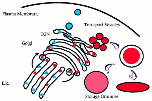 Fig. 1. Intracellular routing of newly synthesized proteins. Newly synthesized proteins are sorted into pathways for constitutive (triangles) and regulated (circles) exocytosis. If formation of storage granules occurs by homotypic aggregation of transport vesicles, a surface to volume problem will arise that can be solved only by either adjusting (expanding) the volume to fit the surface of a spherical particle (A) or by adjusting the shape so that the surface fits the volume (B). E.R., endoplasmic reticulum; TGN, trans-Golgi network.