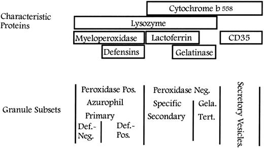 Fig. 2. Classification of granules in neutrophils. Peroxidase-positive (azurophilic or primary) granules are characterized by the content of MPO and may be further divided based on their content of defensins into large, defensin-rich granules and the smaller defensin-poor granules. The peroxidase-negative granules may be divided into specific (secondary) granules and gelatinase (tertiary) granules on the basis of their relative content of lactoferrin and gelatinase. All granules contain lysozyme. Secretory vesicles share some of their membrane proteins with peroxidase-negative granules, whereas others are unique to secretory vesicles. Def., defensins; Gela., gelatinase; Tert., tertiary.