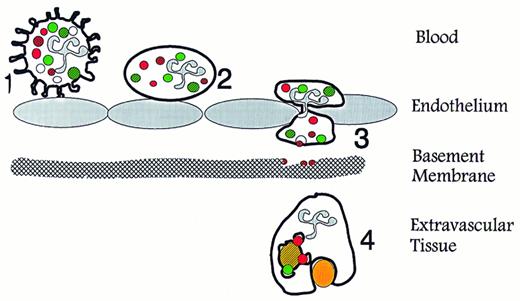Fig. 3. Specific functions of neutrophil granules and secretory vesicles in relation to diapedesis and phagocytosis. (1) Primary contact between endothelium and circulating neutrophils is established via selectins and their ligands, which causes the neutrophils to roll along the activated endothelium. This contact may transduce signals in the neutrophils that mobilize secretory vesicles. (2) Integration of the membrane of secretory vesicles and its associated CD11b/CD18 enhances the potential of the neutrophil for firm adhesion to endothelium. (3) Exocytosis of gelatinase from gelatinase granules may help degradation of type IV collagen in basement membranes. (4) Mobilization of specific granules to the surface membrane may enhances the phagocytic potential of the neutrophils by providing CR3 (CD11b/CD18). Fusion of azurophil and specific granules with the phagosome creates conditions for oxygen-dependent and -independent bactericidal activity. (Modified and reprinted with permission.200 ).