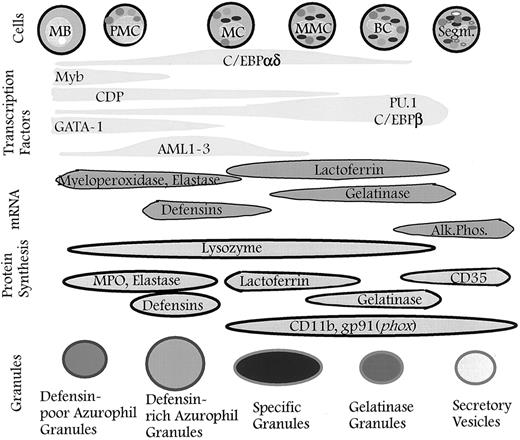Fig. 4. Granules defined by timing of biosynthesis of their characteristic proteins. The granules formed at any given stage of maturation of neutrophil precursors will be composed of the granule proteins synthesized at that time. The different subsets of granules identified are the result of differences in the biosynthetic windows of the various granule proteins during maturation and not the result of specific sorting between individual granule subsets. When the formation of granules ceases, secretory vesicles will form337 (this point has not yet been proven). The control of biosynthesis is exerted by transcription factors that control the expression of genes for the various granule proteins. It cannot be ruled out that posttranscriptional control occurs so that biosynthesis of proteins is not a precise reflection of the corresponding mRNA levels. MB, myeloblast; PMC, promyelocyte; MC, myelocyte; MMC, metamyelocyte; BC, band cell; Segm., segmented cell.